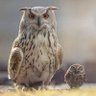 Amir profil fotoğrafı