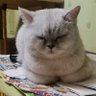 倚枫听剑语 profil fotoğrafı