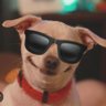 Yoni_memoni's profile picture
