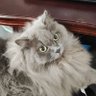 秋枫 profil fotoğrafı