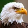 Eagle eyes 的头像