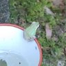 Фото профиля Nyctereutes procyonoides