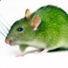 rata verde 的头像