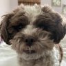 Profilbild von CincyDogMom1