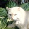 xbtc's profile picture