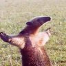 Profilbild von Dustbin