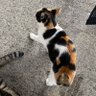ねこのしもべ profil fotoğrafı