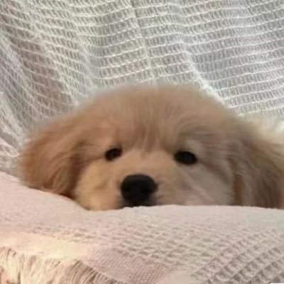 你喜欢狗吗's profile picture