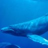 Profilbild von Avi Peleg 🇮🇱 🐬🎗️
