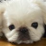 Profilbild von ゆーチン