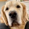 Profilbild von Charlie Brown