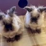 Apple and Fluffy's profile picture