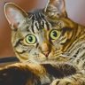 ニャッキー's profile picture