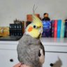 Psiro's profile picture