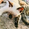 Фото профиля ねこかわいい