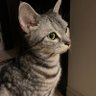 なないろ's profile picture