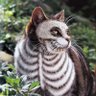 Emil Tangkee profil fotoğrafı