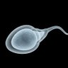 Sperm Cell #09's profile picture
