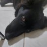 Marta 🇧🇷🌼 profil fotoğrafı
