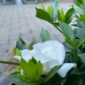 Фото профиля TweetX