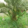 علاء عميد الدين's profile picture