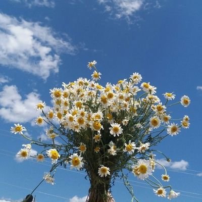 chazgiya's profile picture