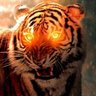 WolfgangJT's profile picture