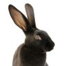Rex Rabbit 的头像