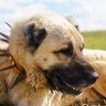 Profilbild von DOGBYTES (743psi of cold, hard, truth!)
