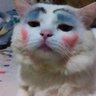 MOMASAYA profil fotoğrafı