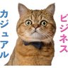 ミヌエットのモペットちゃん 的头像