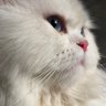 Meowmin's profile picture