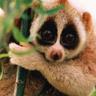 Profilbild von Nycticebus