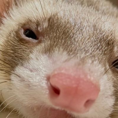nikku_2213's profile picture