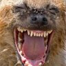 FrankieTheHyena 的头像