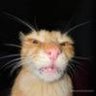 funny reposts profil fotoğrafı
