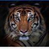 🖤Tiger💛 profil fotoğrafı