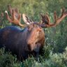 The Moose?'s profile picture