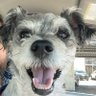 Stewie profil fotoğrafı