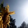 ea 🌱 profil fotoğrafı