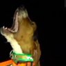 Profilbild von BAĞIRAN KÖPEK🚀