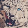 Profilbild von A