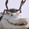 Albino Grigga profil fotoğrafı