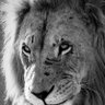 WavyG86 profil fotoğrafı