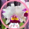Фото профиля 紫太陽🌸