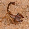 Фото профиля Domador de escorpiones