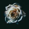 Erika's profile picture