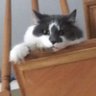 Diana's profile picture