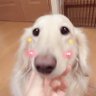 山ピー's profile picture