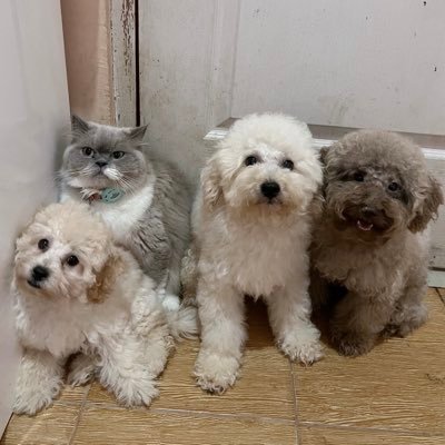 Soya 🐱 Soju 💛 Somi 🤎's profile picture